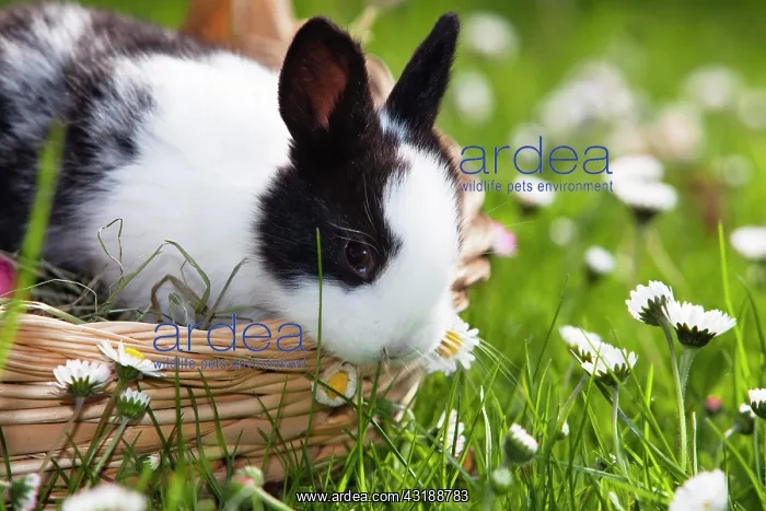 : European rabbit (Oryctolagus cuniculus) sitting : European rabbit (Oryctolagus cuniculus) sitting