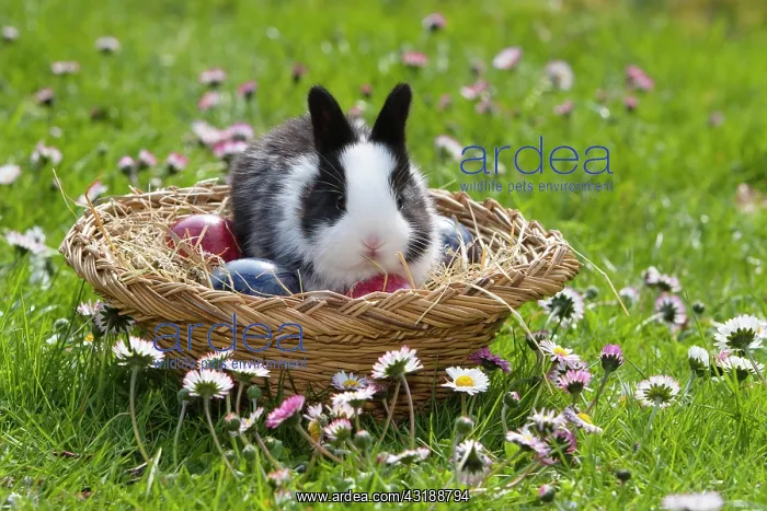 : European rabbit (Oryctolagus cuniculus) sitting : European rabbit (Oryctolagus cuniculus) sitting