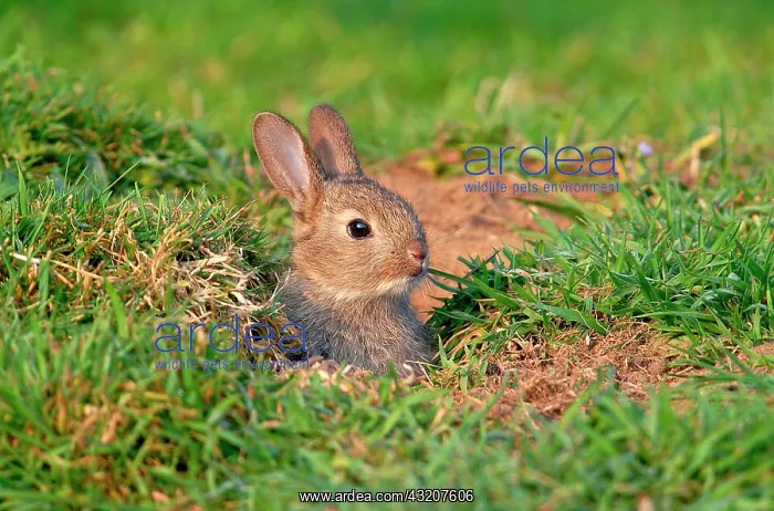  : European Rabbit (Oryctolagus cuniculus), young