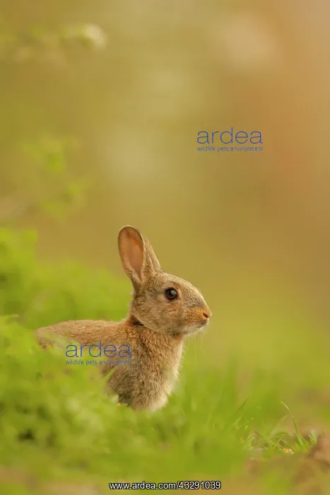 : European Rabbit (Oryctolagus cuniculus) young, alert : European Rabbit (Oryctolagus cuniculus) young, alert