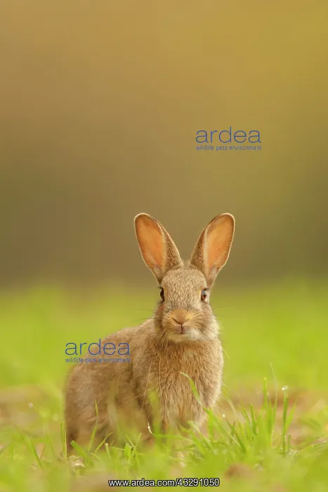 : European Rabbit (Oryctolagus cuniculus) young, alert : European Rabbit (Oryctolagus cuniculus) young, alert