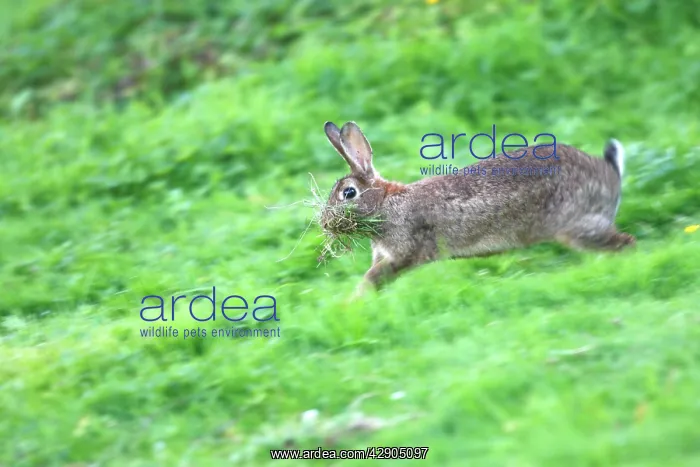 : European Rabbit - running with food in mouth : European Rabbit - running with food in mouth