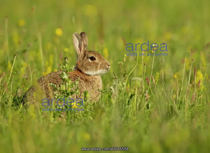 : European Rabbit sitting and watching among the Machair : European Rabbit sitting and watching among the Machair