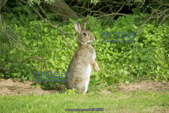 : European Rabbit standing upright on hind legs : European Rabbit standing upright on hind legs