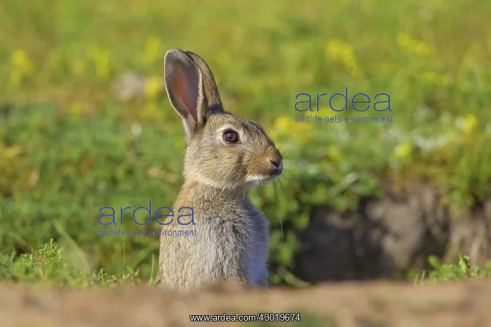  : European Rabbit young