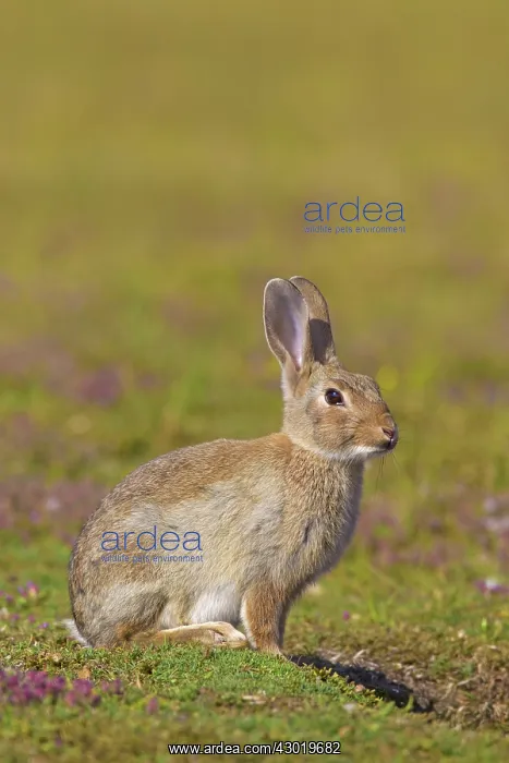  : European Rabbit young