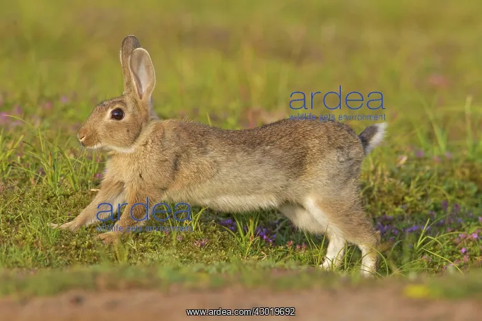  : European Rabbit young