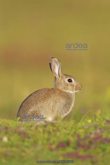  : European Rabbit young