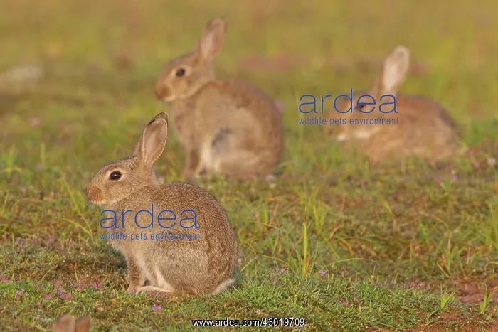  : European Rabbit young