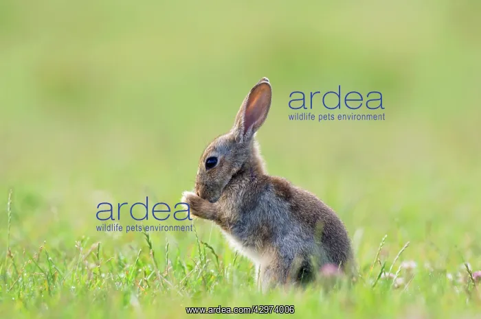 : European Rabbit - young - groom himself during : European Rabbit - young - groom himself during
