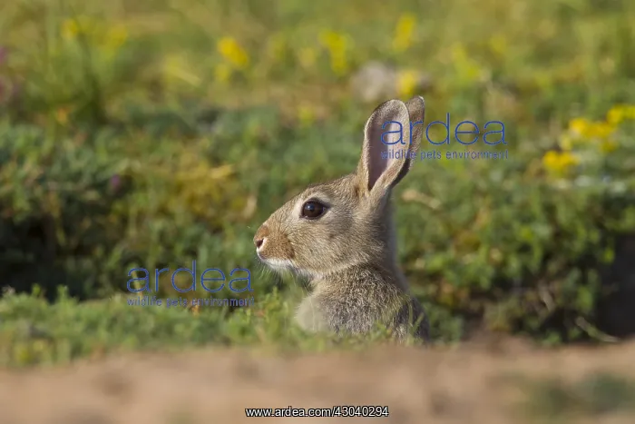 : European Rabbit - young rabbit - Sweden : European Rabbit - young rabbit - Sweden