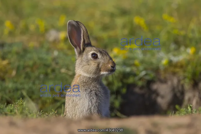 : European Rabbit - young rabbit - Sweden : European Rabbit - young rabbit - Sweden