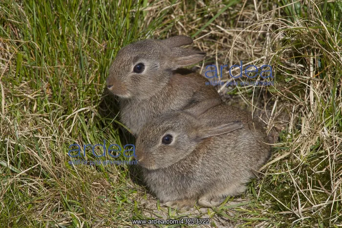 : European Rabbit - young rabbits - Germany : European Rabbit - young rabbits - Germany