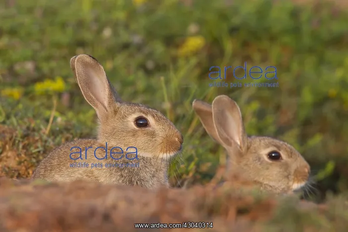 : European Rabbit - young rabbits - Sweden : European Rabbit - young rabbits - Sweden