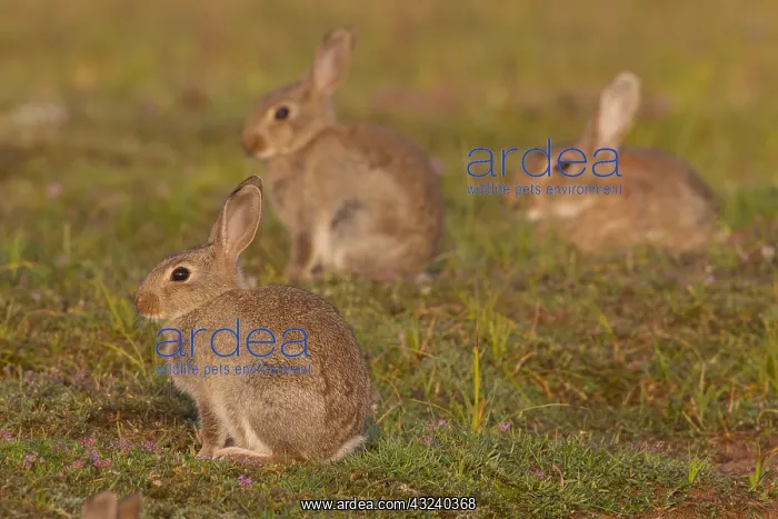 : European Rabbit - young rabbits - Sweden : European Rabbit - young rabbits - Sweden
