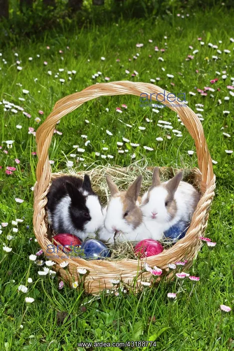 : European rabbits (Oryctolagus cuniculus) sitting : European rabbits (Oryctolagus cuniculus) sitting