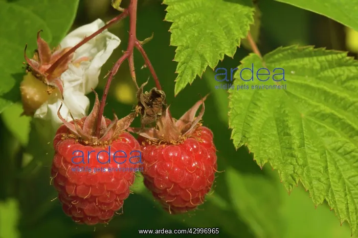 : European Raspberry - ripe Raspberries hanging on : European Raspberry - ripe Raspberries hanging on