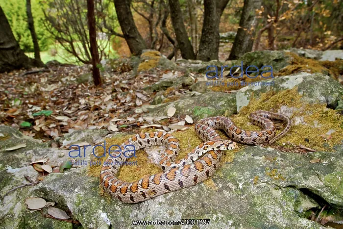 : European Ratsnake / Leopard Snake : European Ratsnake / Leopard Snake