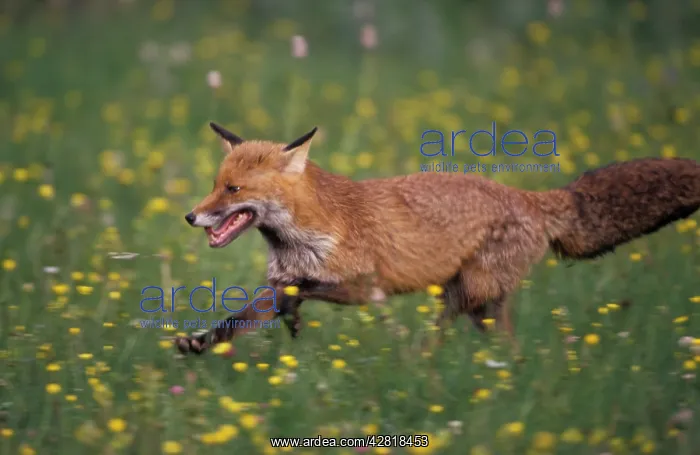 : European Red Fox : European Red Fox