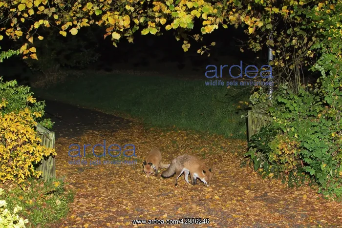 : European Red Fox : European Red Fox