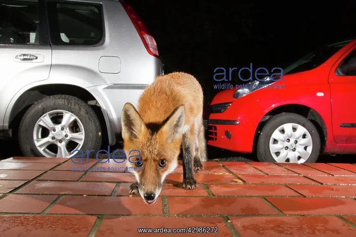 : European Red Fox : European Red Fox