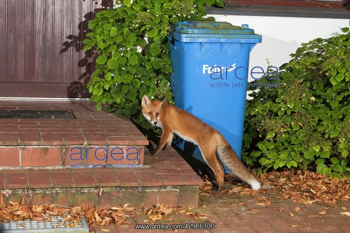 : European Red Fox : European Red Fox