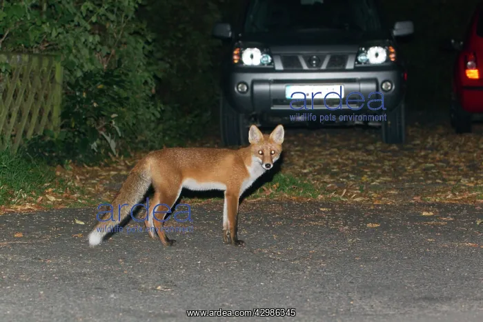: European Red Fox : European Red Fox