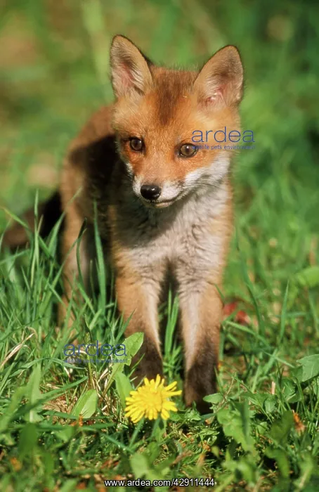 : European Red FOX - cub : European Red FOX - cub