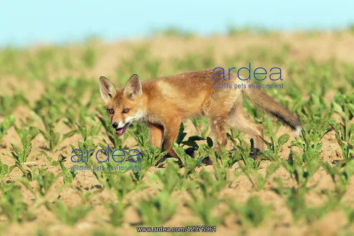 : European Red Fox - cub returning to den - panting : European Red Fox - cub returning to den - panting
