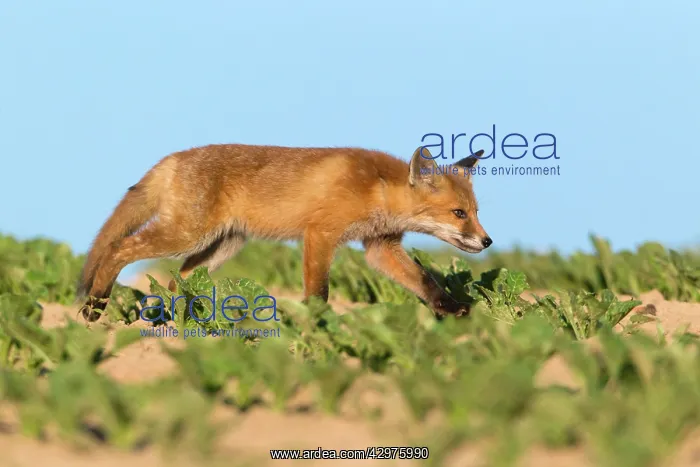 : European Red Fox - cub wandering across crop of sugar beet : European Red Fox - cub wandering across crop of sugar beet
