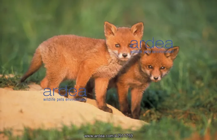 : European Red FOX - cubs alert at den entrance : European Red FOX - cubs alert at den entrance