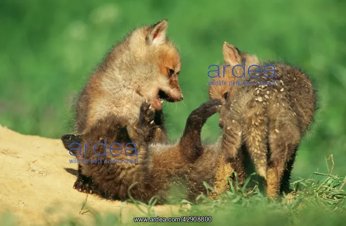 : European Red FOX - three cubs playing at den entrance : European Red FOX - three cubs playing at den entrance