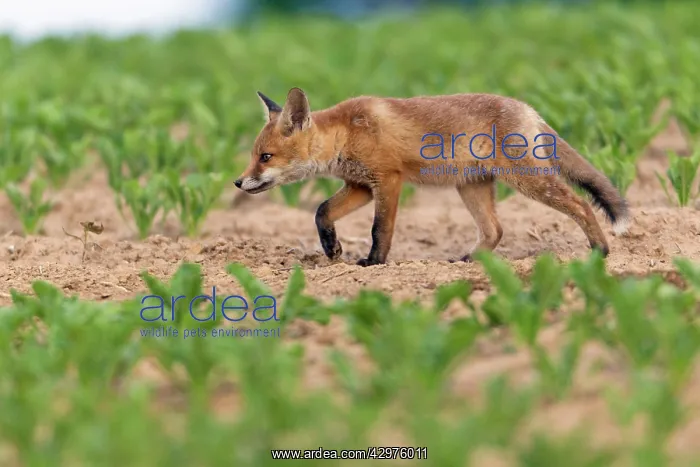 : European Red Fox - well developed cub searching : European Red Fox - well developed cub searching