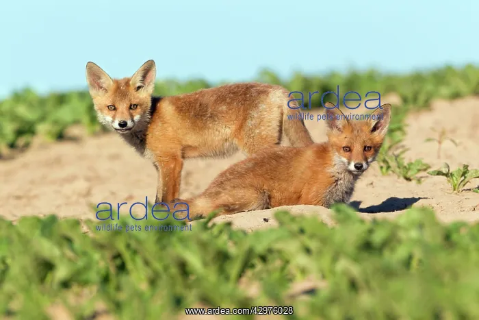  : European Red Fox - two well developed cubs alert