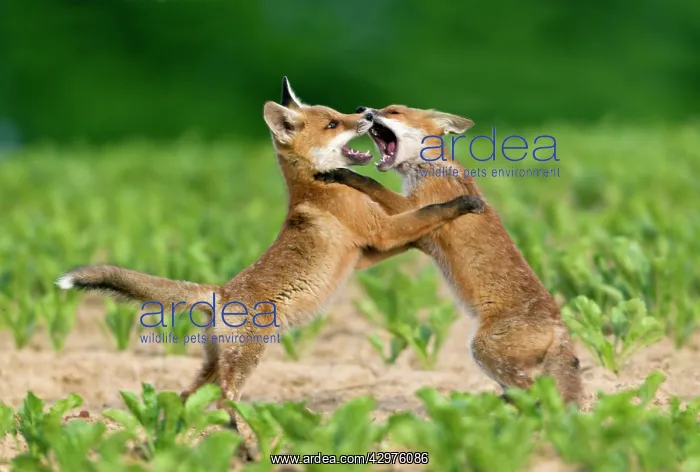 : European Red Fox - two well developed cubs fighting : European Red Fox - two well developed cubs fighting