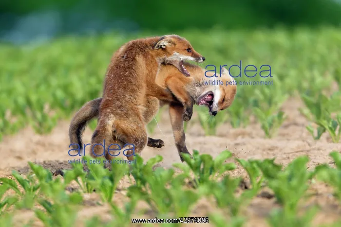 : European Red Fox - two well developed cubs fighting : European Red Fox - two well developed cubs fighting
