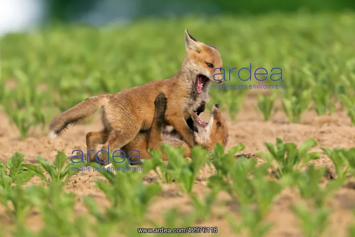 : European Red Fox - two well developed cubs fighting : European Red Fox - two well developed cubs fighting