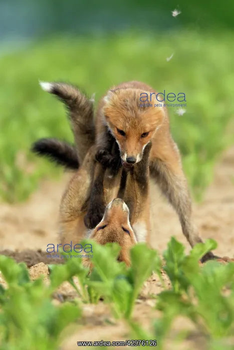 : European Red Fox - two well developed cubs fighting : European Red Fox - two well developed cubs fighting