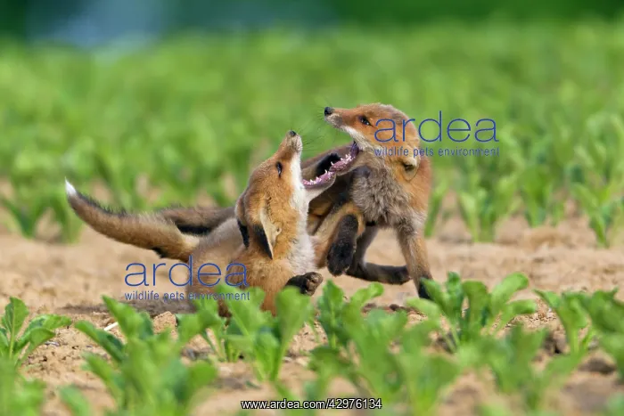 : European Red Fox - two well developed cubs fighting : European Red Fox - two well developed cubs fighting