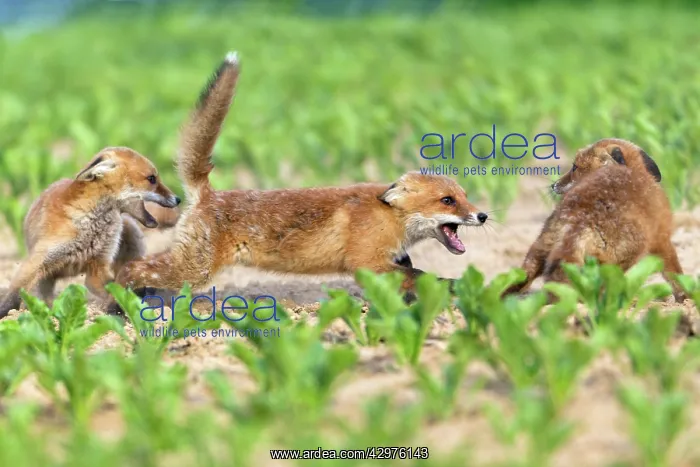 : European Red Fox - three well developed cubs fighting : European Red Fox - three well developed cubs fighting
