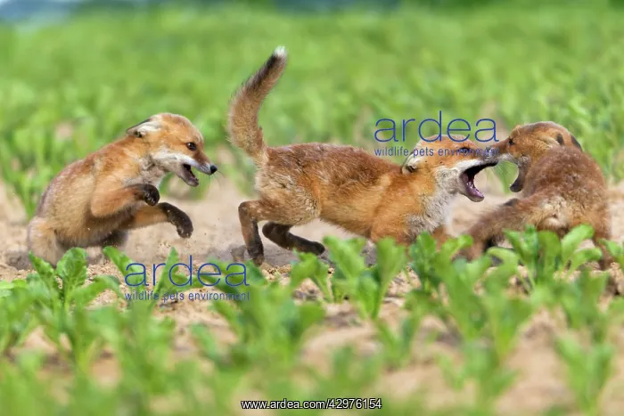 : European Red Fox - three well developed cubs fighting : European Red Fox - three well developed cubs fighting