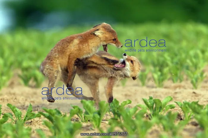  : European Red Fox - two well developed cubs fighting