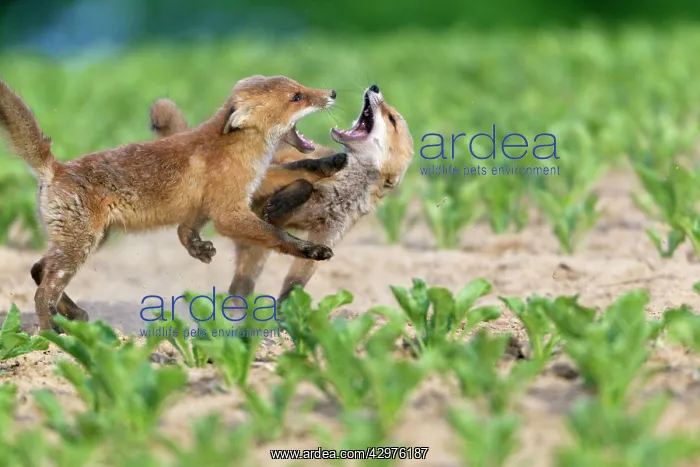  : European Red Fox - two well developed cubs fighting