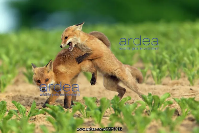 : European Red Fox - two well developed cubs fighting : European Red Fox - two well developed cubs fighting
