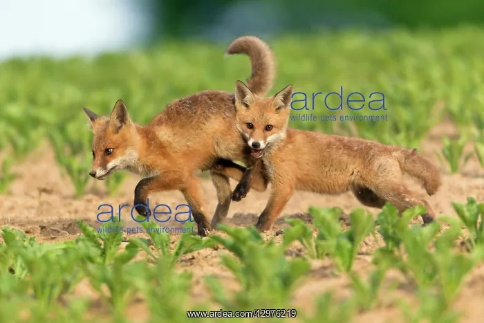 : European Red Fox - two well developed cubs fighting : European Red Fox - two well developed cubs fighting
