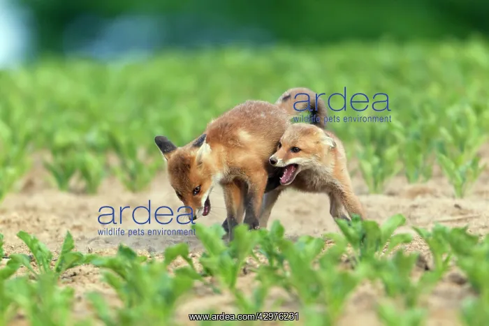 : European Red Fox - two well developed cubs fighting : European Red Fox - two well developed cubs fighting