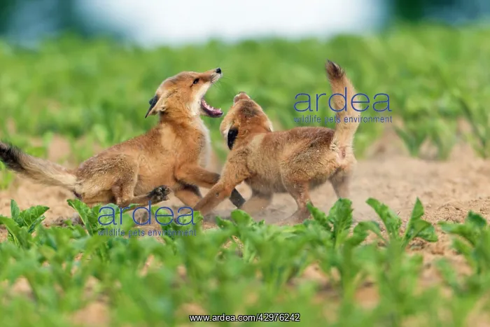 : European Red Fox - two well developed cubs fighting : European Red Fox - two well developed cubs fighting