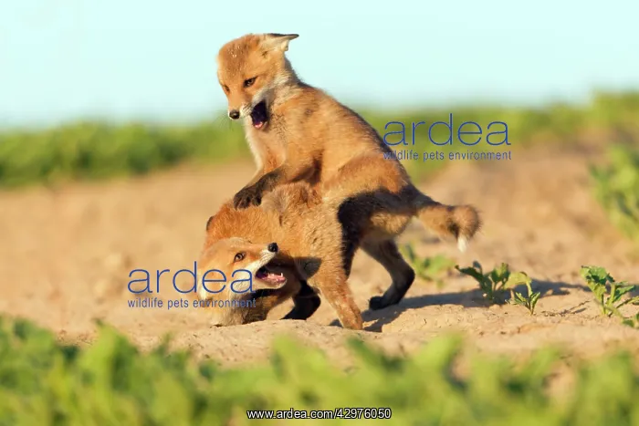 : European Red Fox - two well developed cubs play : European Red Fox - two well developed cubs play