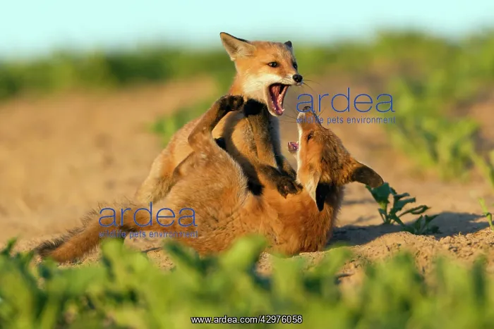 : European Red Fox - two well developed cubs play : European Red Fox - two well developed cubs play