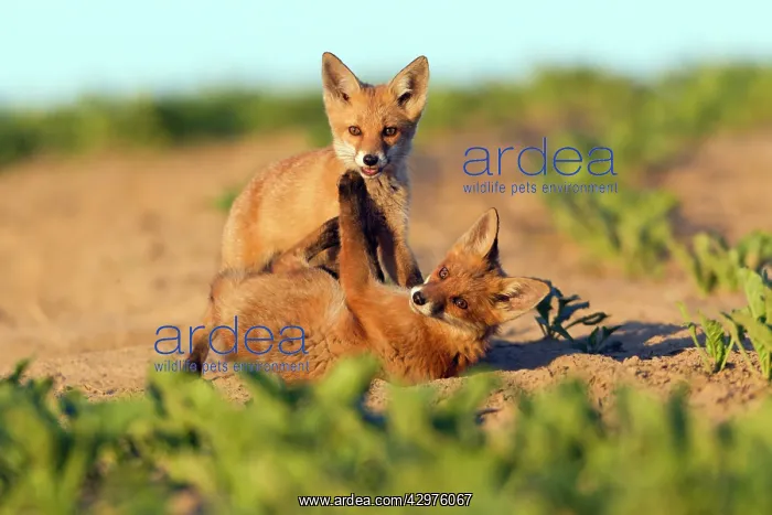 : European Red Fox - two well developed cubs play : European Red Fox - two well developed cubs play